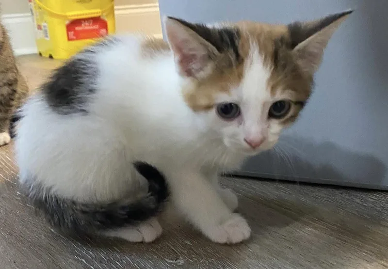A baby medium-sized female Domestic Short Hair cat named Chuney for adoption in Oakboro , NC