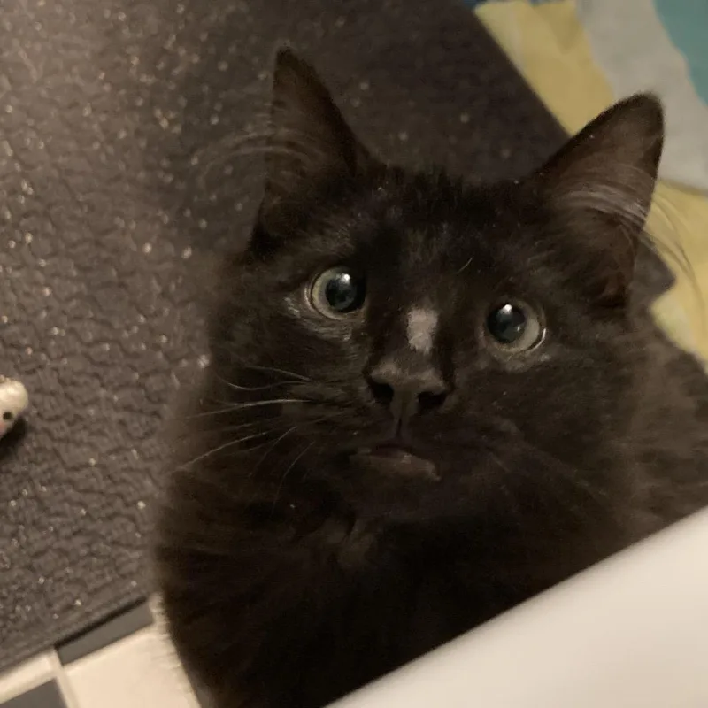 A young small-sized female Black Domestic Short Hair cat named Dust Bunny for adoption in Greensboro, NC