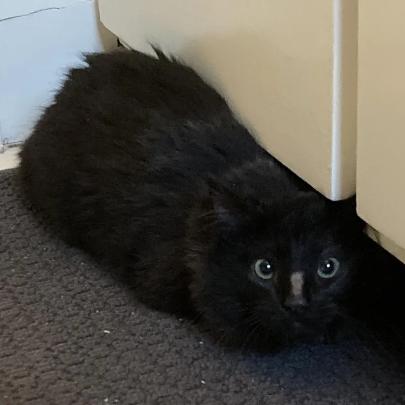 Dust Bunny thumbnail 2