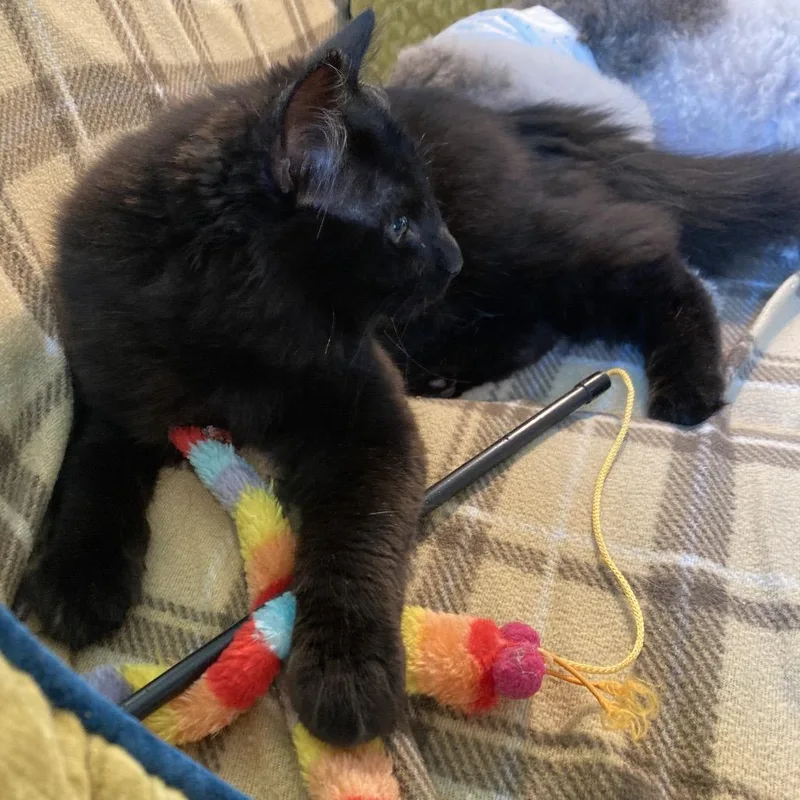 Dust Bunny thumbnail 3