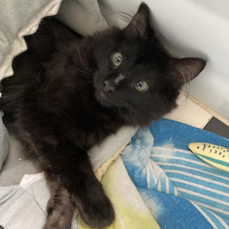 Dust Bunny thumbnail 4