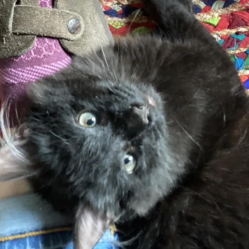 Dust Bunny thumbnail 5