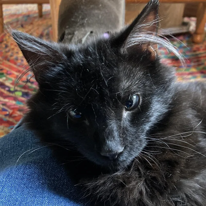 Dust Bunny thumbnail 6