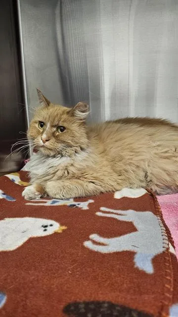 An adult medium-sized male Domestic Short Hair cat named Steinfeld for adoption in Albuquerque, NM