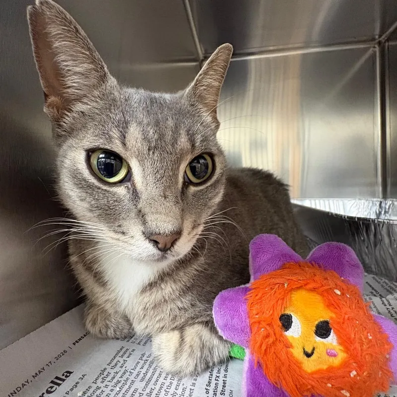 A young medium-sized female Gray / Blue / Silver Domestic Short Hair cat named Emily for adoption in Milton, FL