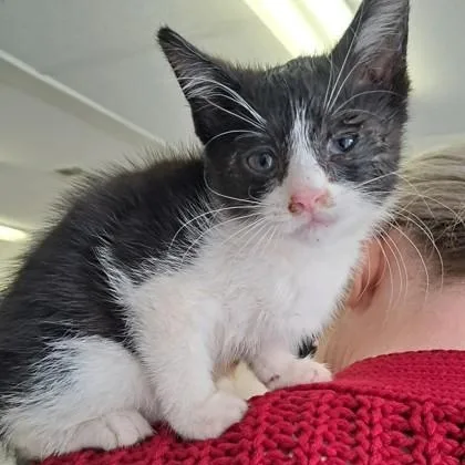 A baby small-sized female Domestic Medium Hair cat named Stella Wilson for adoption in Marshall, NC