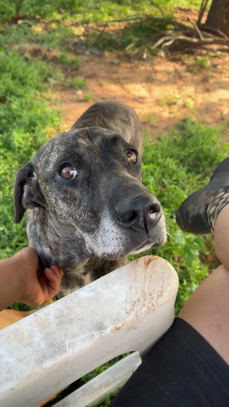 An adult medium-sized female Brindle Plott Hound dog named Gigi for adoption in Paradise, TX