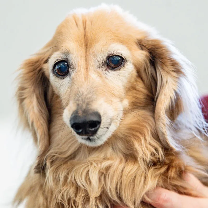A senior small-sized female White / Cream Dachshund (Miniature Long Haired) dog named Olivia Avail by Appt for adoption in Kennebunk, ME