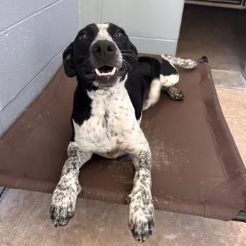 A baby medium-sized female Black Mixed Breed dog named Beth for adoption in Fernandina Beach, FL