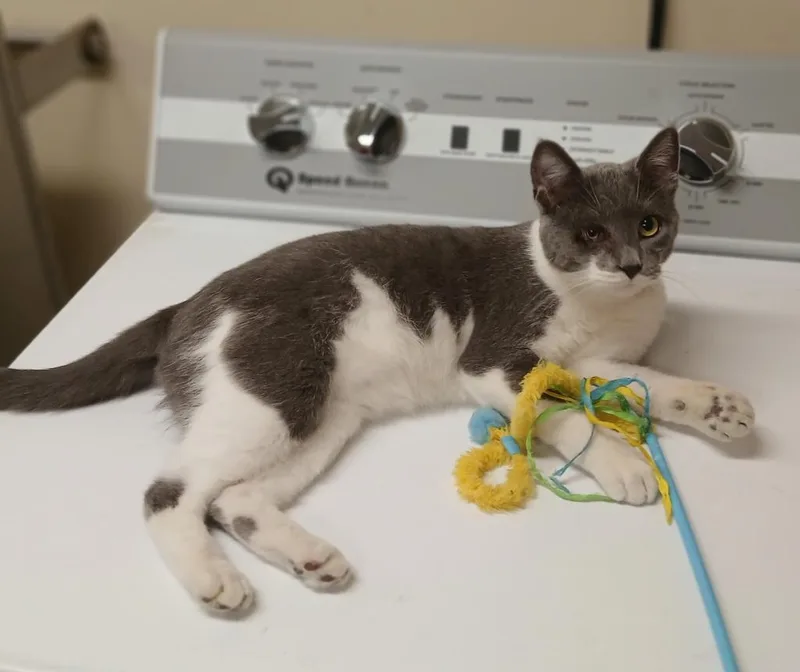 A young medium-sized male Domestic Short Hair cat named Link for adoption in Ladysmith, WI