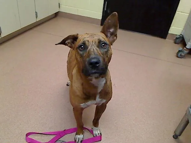 A young medium-sized female Australian Cattle Dog / Blue Heeler dog named Hilde for adoption in Cookeville, TN