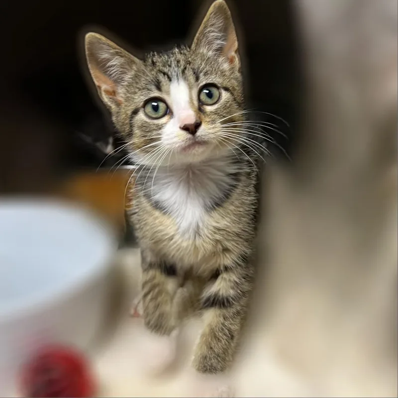An adult large-sized female Brown / Chocolate Domestic Short Hair cat named Tiff for adoption in Springfield, IL