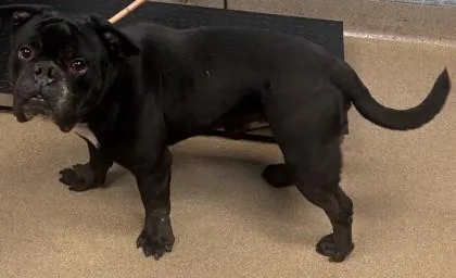 An adult large-sized male Mixed Breed dog named Ring Toss for adoption in Chamblee, GA