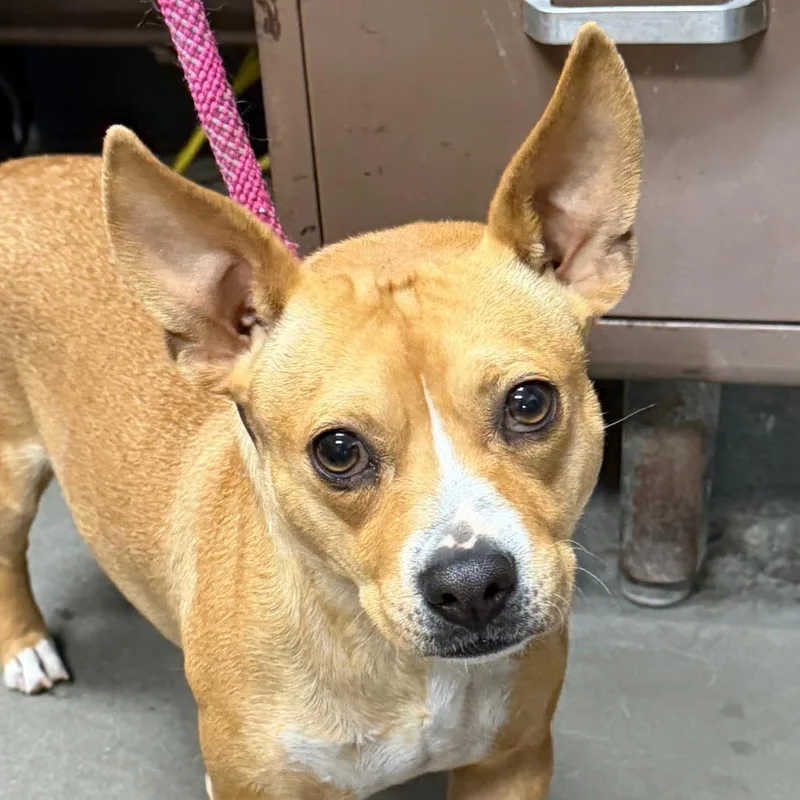 An adult small-sized female Yellow / Tan / Blond / Fawn Mixed Breed dog named Rose for adoption in Yuma, AZ