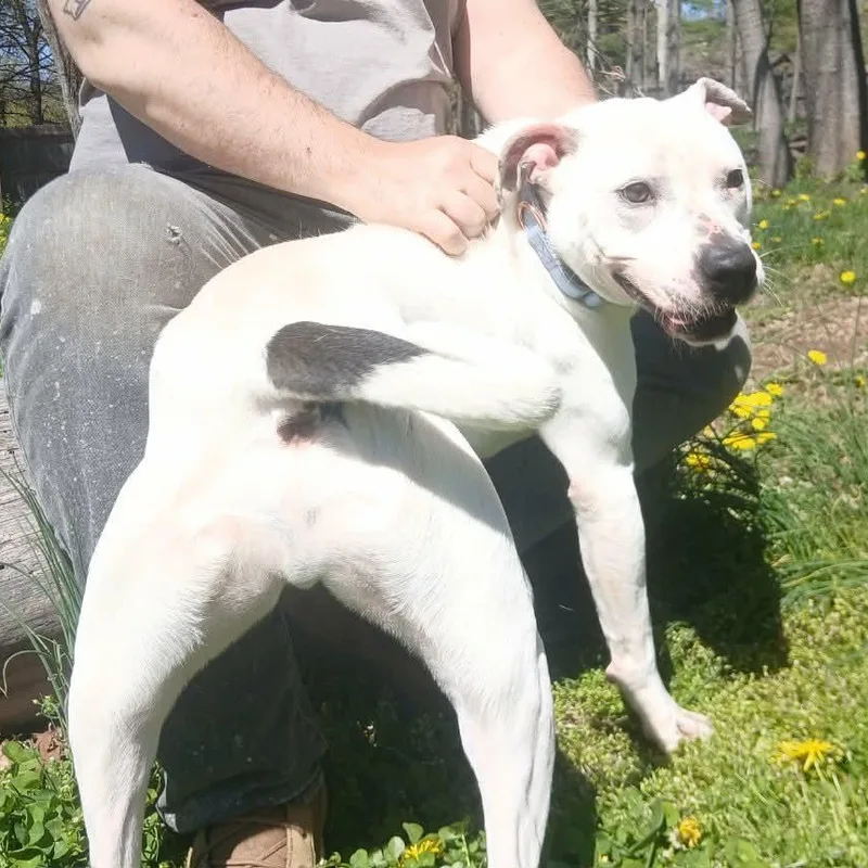 A young medium-sized male White / Cream Mixed Breed dog named Simon for adoption in Saugerties, NY