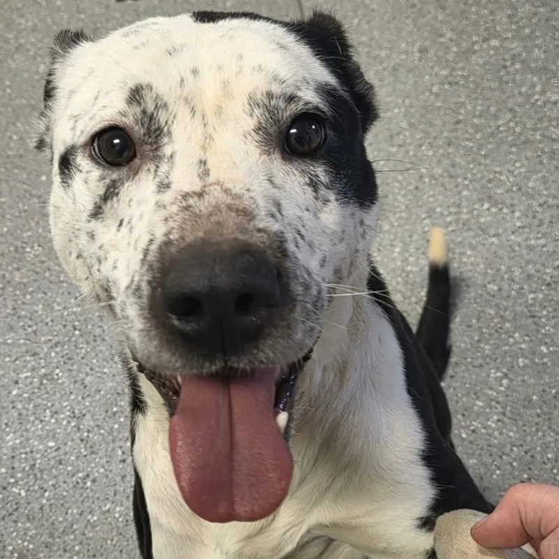 An adult medium-sized male Pit Bull Terrier dog named Duke for adoption in Watertown, NY