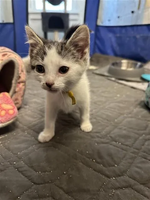 A baby small-sized female Domestic Short Hair cat named Minerva for adoption in Statesville, NC