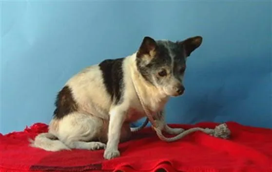 A senior small-sized female Chihuahua dog named Fontana for adoption in Gardena, CA