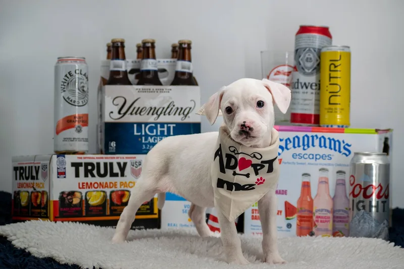 A baby small-sized female White / Cream Boxer dog named White Claw for adoption in Sevierville, TN