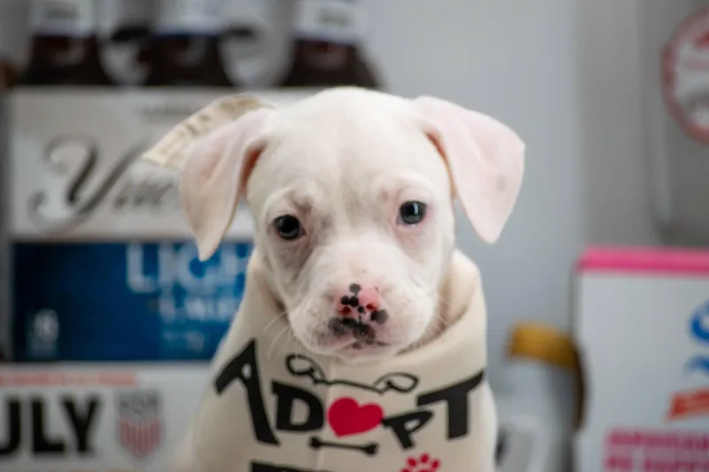 White Claw thumbnail 2