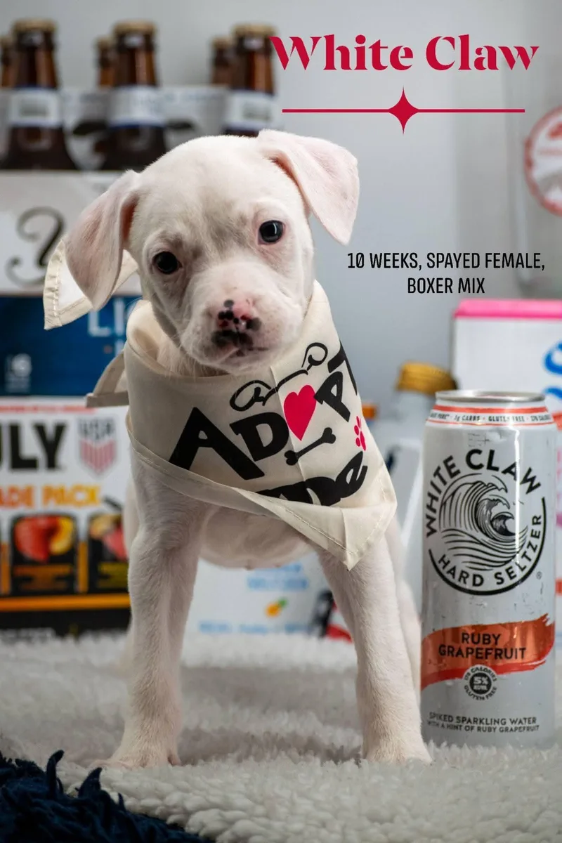 White Claw thumbnail 3