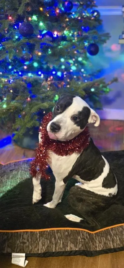 An adult medium-sized male Mixed Breed dog named Cowboy for adoption in Scotia, NY