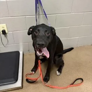 A young large-sized male Mixed Breed dog named Gooey Louie for adoption in East Smithfield , PA