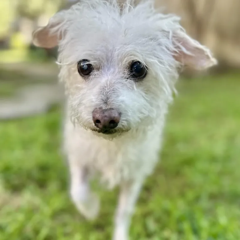 A senior small-sized male White / Cream Terrier dog named Dexter for adoption in Houston, TX