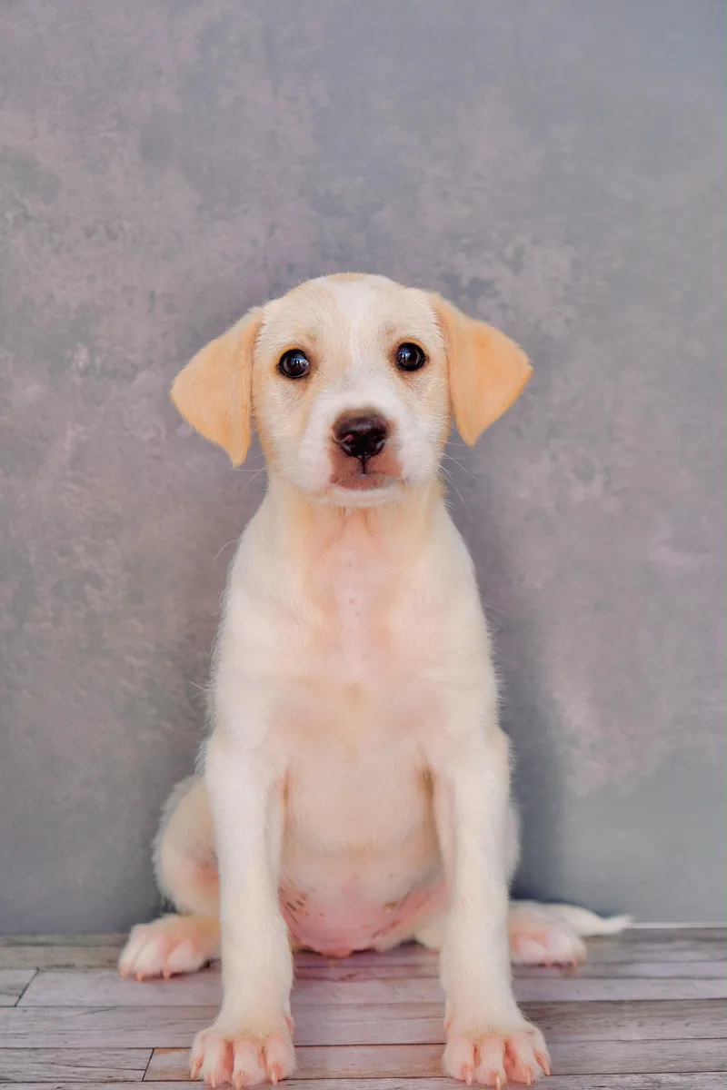 A baby large-sized female Labrador Retriever dog named Venice for adoption in San Diego, CA