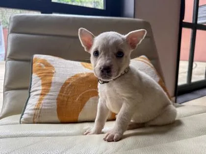Paloma