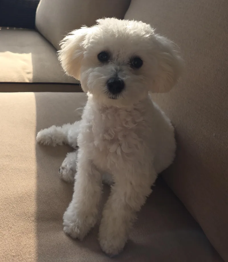 A young small-sized female Maltipoo dog named Daisy for adoption in Richboro, PA
