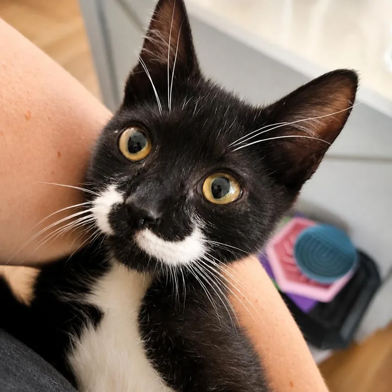 A baby small-sized male Black American Bobtail cat named Mizuin Stevensville  MD for adoption in Alexandria, VA