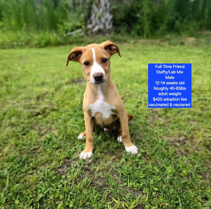 A baby medium-sized male Staffordshire Bull Terrier dog named Full Time Friend for adoption in Oviedo, FL