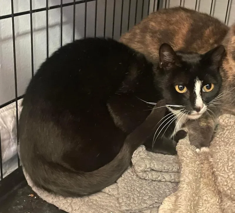 Oreo Aka Max thumbnail 2