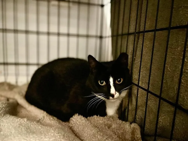 Oreo Aka Max thumbnail 3