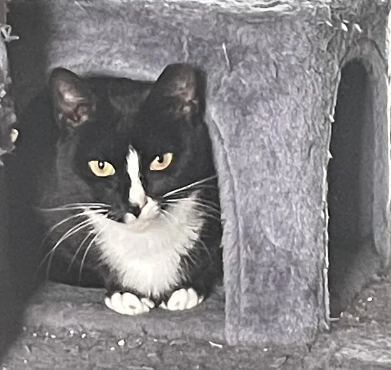 Oreo Aka Max thumbnail 4