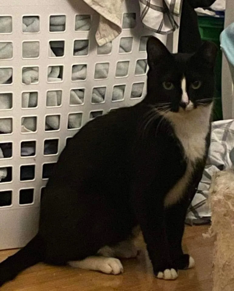 Oreo Aka Max thumbnail 6