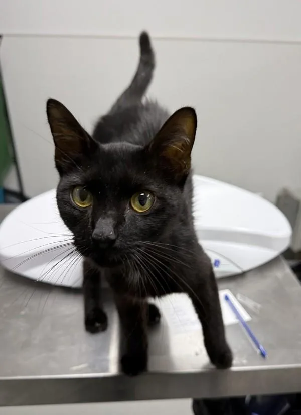 A young small-sized female Domestic Short Hair cat named If for adoption in Lawrenceville, GA
