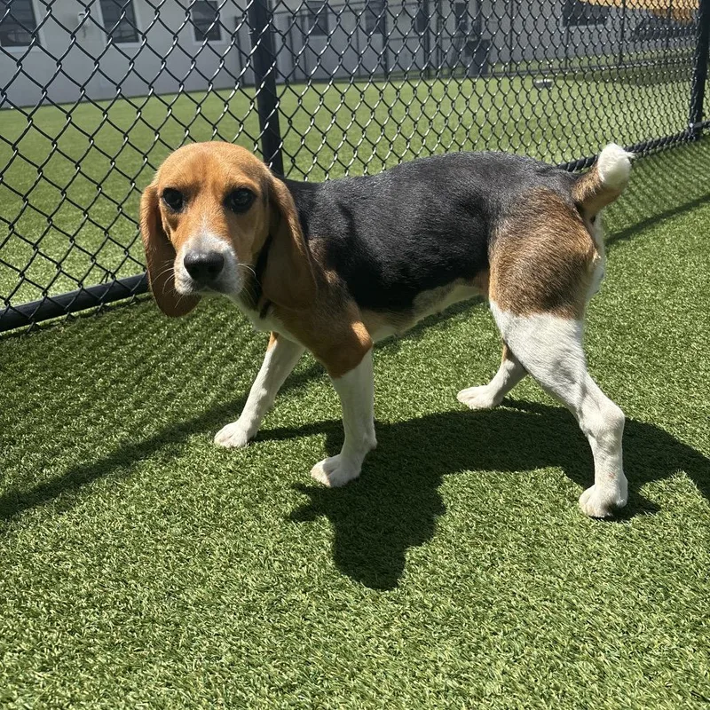 A young small-sized female Brown / Chocolate Beagle dog named Dixie for adoption in LOXAHATCHEE, FL