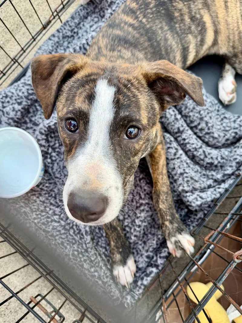 A young medium-sized female Brindle Mixed Breed dog named Lila for adoption in Livingston, TX