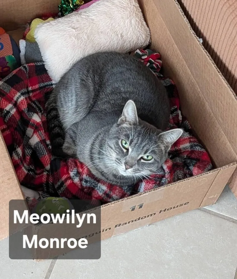 Meowilyn Monroe