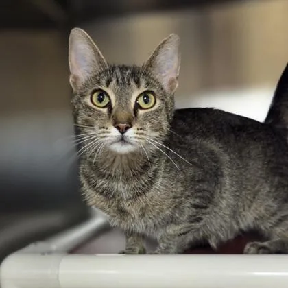 A young medium-sized female Domestic Short Hair cat named Paddleboat for adoption in Westland, MI