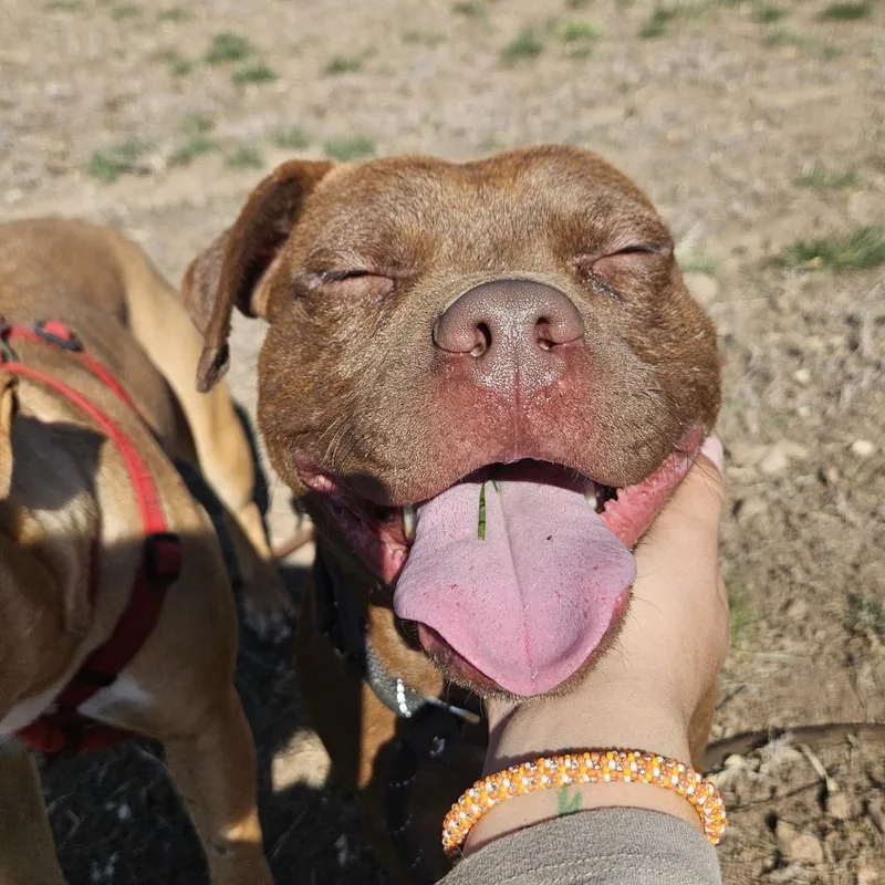 Muenster thumbnail 4