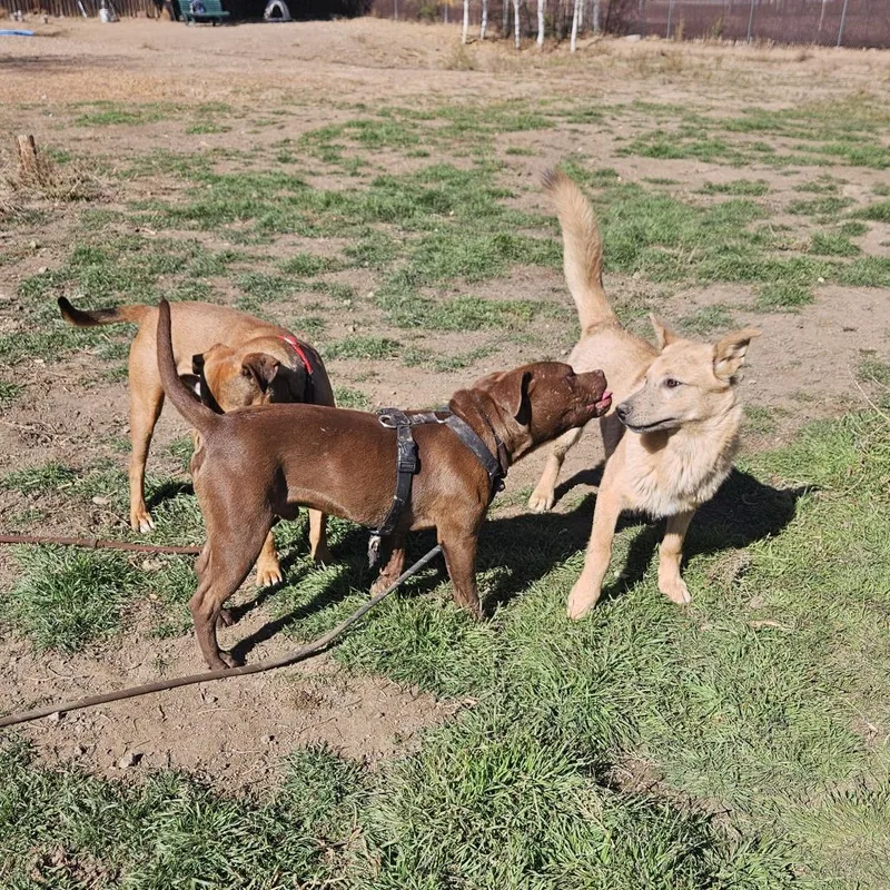 Muenster thumbnail 5