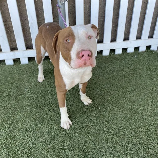 A young large-sized male Pit Bull Terrier dog named Turner for adoption in Modesto, CA