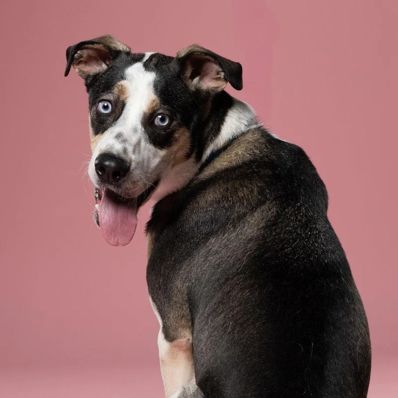 An adult medium-sized male Terrier dog named Fletcher for adoption in Dallas, TX