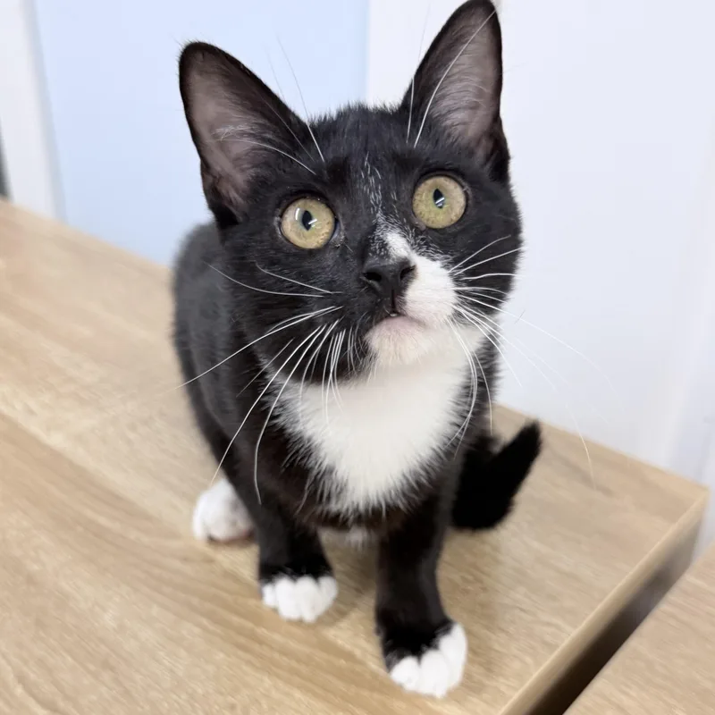 A young medium-sized male Black & White / Tuxedo American Shorthair cat named Twylo for adoption in Philadelphia, PA