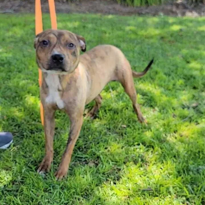 A young medium-sized male Brown / Chocolate Pit Bull Terrier dog named Guiness for adoption in Valdosta, GA