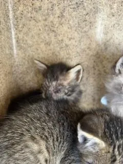 A baby small-sized female Domestic Medium Hair cat named A for adoption in Stockton, CA