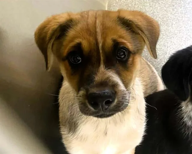 A baby small-sized male Australian Cattle Dog / Blue Heeler dog named Cooper for adoption in Tustin, CA